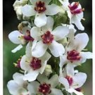 50 Wedding Candles Verbascum Chaixii Album Mullein White Purple Flower Seeds Easy to Grow
