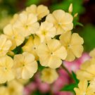 100 Yellow Beauty Phlox Drummondii Nana Compacta Short Dwarf Flower Seeds Easy to Grow