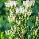 50 Great Indian Plantain Cacalia Muhlenbergii White Flower Seeds Easy to Grow