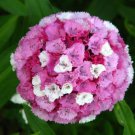 100 Wee Willie Dwarf Sweet William Mixed Colors Dianthus Barbatus Flower Seeds Easy to Grow