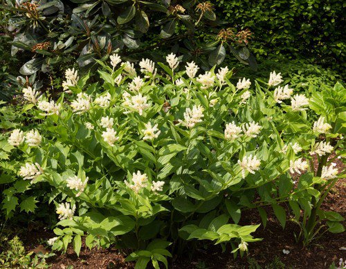 10 Solomon'S Spike White Western False Seal Maianthemum Racemosum Flower Seeds Easy to Grow