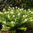 10 Solomon'S Spike White Western False Seal Maianthemum Racemosum Flower Seeds Easy to Grow