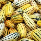 50 Delicata Squash Striped Sweet Potato Cucurbita Pepo Vegetable Seeds Easy to Grow