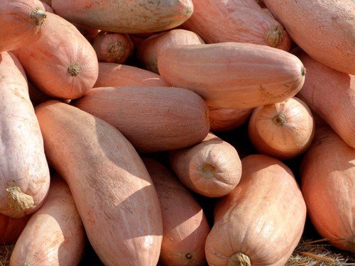 25 Jumbo Pink Banana Squash Perilla Frutescens Heirloom Winter Vegetable Seeds Easy to Grow