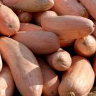 25 Jumbo Pink Banana Squash Perilla Frutescens Heirloom Winter Vegetable Seeds Easy to Grow