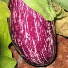 30 Pandora Striped Rose Eggplant Solanum Melongena White Fruit Vegetable Seeds Easy to Grow