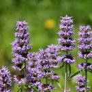 200 Purple Wood Mint Blephilia Ciliata Downy Pagoda Horsemint Herb Flower Seeds Easy to Grow