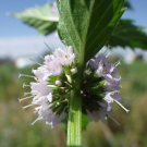 50 White Wood Mint Mentha Arvensis Wild Field Herb Flower Seeds Easy to Grow