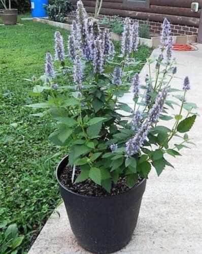 100 Organic Superior Licorice Mint Agastache Rugosa Korean Tea Herb Flower Seeds Easy to Grow
