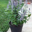 100 Organic Superior Licorice Mint Agastache Rugosa Korean Tea Herb Flower Seeds Easy to Grow