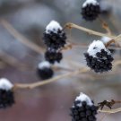 20 Siberian Ginseng Eleutherococcus Senticosus Ci Wu Jia Herb Shrub Seeds Easy to Grow