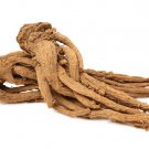 50 Female Ginseng Dong Quai Chinese Angelica Sinensis Herb White Flower Seeds Easy to Grow