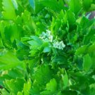 2000 Cutting Leaf Celery Apium Graveolens European Chinese Herb Seeds Easy to Grow