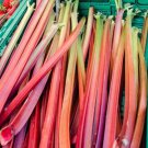 500 Organic Redventure Celery Apium Graveolens Herb Vegetable Stalk Red Goldpink Easy to Grow