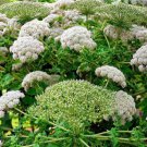 10 Madeira Giant Black Parsley Parsnip Palm Melanoselinum Decipiens Flower Seeds Easy to Grow