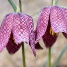 10 Checker Lily Fritillaria Affinis Chocolate Mission Bells Flower Seeds Easy to Grow