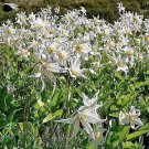 10 White Avalanche Lily Erythronium Montanum Native Alpine Flower Seeds Easy to Grow
