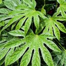 10 Japanese Fatsi Shrub Flower Paperplant Fatsia Aralia Japonica Seeds Easy to Grow