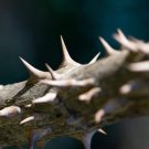 25 Devil'S Walkingstick Shrub Flower Prickly Ash Elder Aralia Spinosa Seeds Easy to Grow