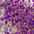 40 American Purple Beautyberry Shrub Flower Callicarpa Americana Seeds Easy to Grow