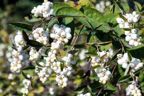 25 Common Snowberry White Berries Pink Flowers Symphoricarpos Alba Shrub Seeds Easy to Grow