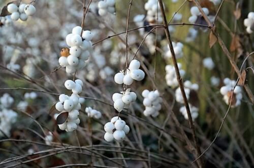 10 Dwarf Creeping Snowberry Shrub White Pink Flower Symphoricarpos Mollis Seeds Easy to Grow