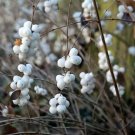 10 Dwarf Creeping Snowberry Shrub White Pink Flower Symphoricarpos Mollis Seeds Easy to Grow