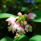 30 Western Snowberry Shrub White Pink Flower Symphoricarpos Occidentalis Seeds Easy to Grow