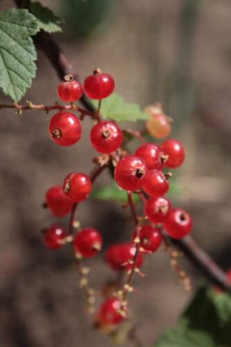 20 Red Wax Currant Edible Fruit Berries Pink Flowers Shrub Ribes Cereum Seeds Easy to Grow