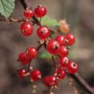 20 Red Wax Currant Edible Fruit Berries Pink Flowers Shrub Ribes Cereum Seeds Easy to Grow