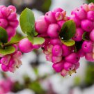 25 Coralberry Shrub Flower Pink Indian Currant Symphoricarpos Orbiculatus Seeds Easy to Grow