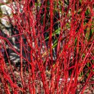 20 Red Twig Dogwood American Red Osier Shrub White Flower Cornus Sericea Seeds Easy to Grow