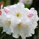50 Fortune Rhododendron Fortunei Shrub Rose Pink Mauve White Flower Seeds Easy to Grow