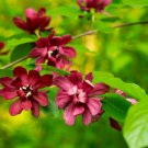 10 Sweetshrub Carolina Allspice Fragrant Calycanthus Floridus Shrub Flower Seeds Easy to Grow