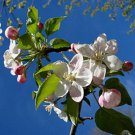30 Sargent Crab Apple Shrub Hummingbird Flower White Red Malus Sargentii Seeds Easy to Grow