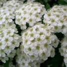 50 White Chinese Spirea Spiraea Chinensis Flower Bush Shrub Seeds Easy to Grow