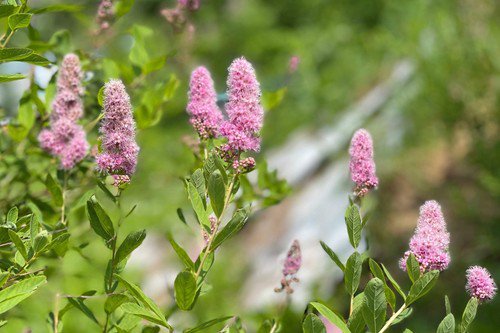 50 Pink Steeplebush Hardhack Meadowsweet Spirea Spiraea Tomentosa Shrub Seeds Easy to Grow
