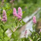 50 Pink Steeplebush Hardhack Meadowsweet Spirea Spiraea Tomentosa Shrub Seeds Easy to Grow