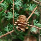 25 Japanese Larch Tree Conifer Pine Cones Bonsai Larix Kaempferi Seeds Easy to Grow