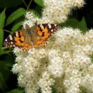 30 Chinese Sumac Tree Nutgall White Flowers Red Berries Rhus Chinensis Seeds Easy to Grow