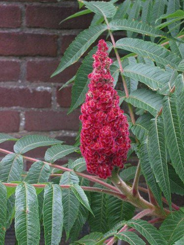 50 Staghorn Sumac Tree Rhus Typhina Yellow Flowers Red Berries Seeds Easy to Grow