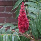 50 Staghorn Sumac Tree Rhus Typhina Yellow Flowers Red Berries Seeds Easy to Grow
