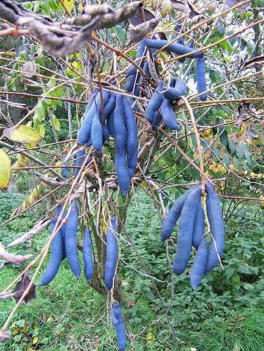 7 Blue Sage Fruit Edible & Ornamental Decaisnea Fargesii Tree Shrub Seeds Easy to Grow