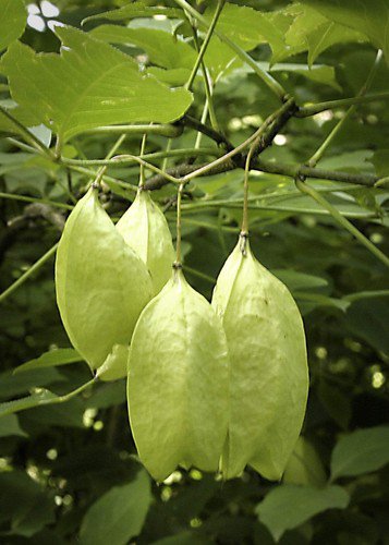 5 American Bladdernut Tree Staphylea Trifolia Shrub Green Pod White Flower Seeds Easy to Grow