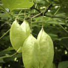 5 American Bladdernut Tree Staphylea Trifolia Shrub Green Pod White Flower Seeds Easy to Grow