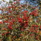 50 Washington Hawthorn Crataegus Phaenopyrum Mayflower Shrub Tree Fruit Seeds Easy to Grow