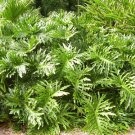 15 Lacy Tree Philodendron Split Leaf Cut Leaf Selloum House Plant Seeds Easy to Grow