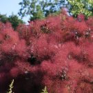30 Purple Smoke Tree Shrub Smokebush Cotinus Coggygria Rhus Cotinus Sumach Seeds Easy to Grow