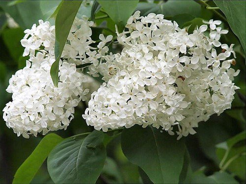 20 White Tree Lilac Hummingbird Flower Fragrant Peking Syringa Pekinensis Seeds Easy to Grow