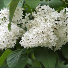 20 White Tree Lilac Hummingbird Flower Fragrant Peking Syringa Pekinensis Seeds Easy to Grow